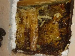 Close up image of honey comb inside of structure's wall