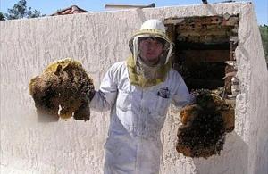 Queen Creek Bee Removal employee holding removed comb